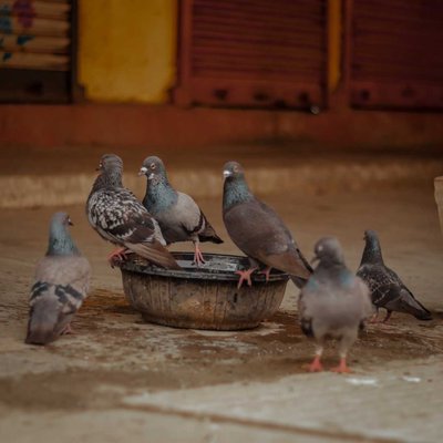 Homing pigeon