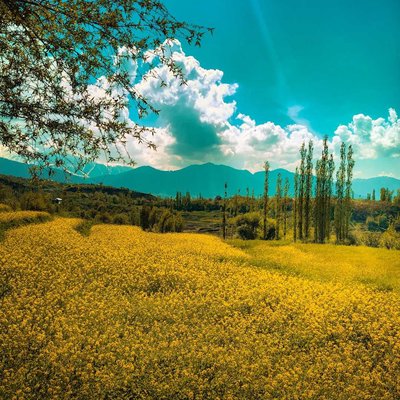 Mustard fields of Kashmir
