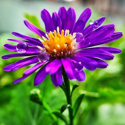 Purple flower💜