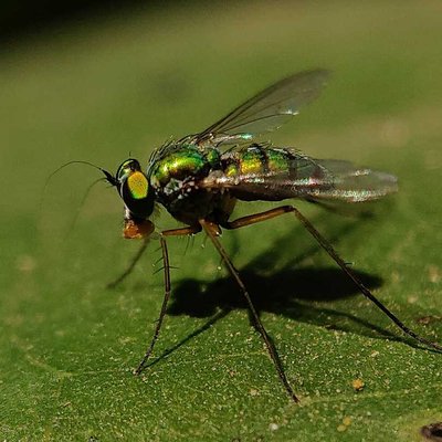 fly.