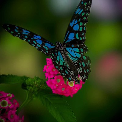 Butterfly photography ❤️.