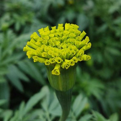 Kuncup Marigold 