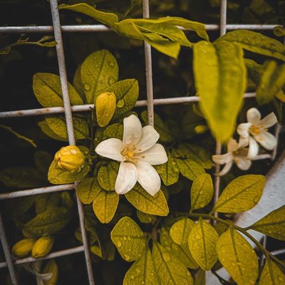 Nature Photography 