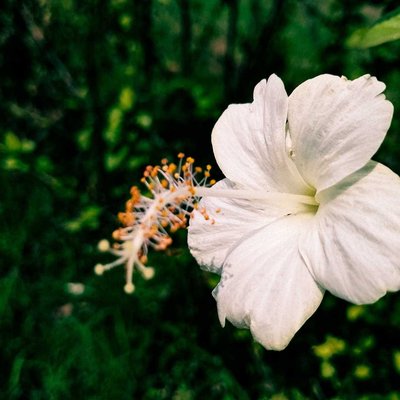 flower photography 📸