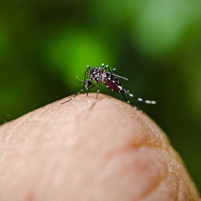 Mosquito 🦟