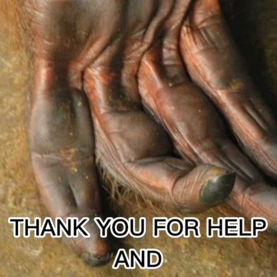 Orangutan Caring Week 2022