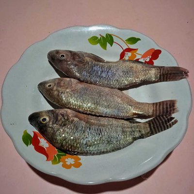 Ikan mujair
