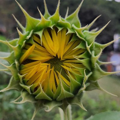 günebakan 🌻