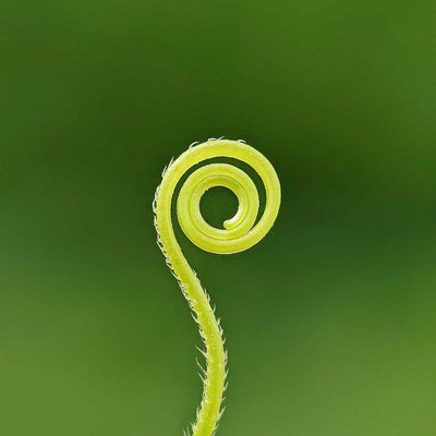 Tendril 