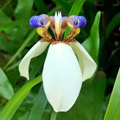 Walking Iris