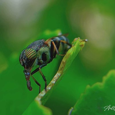 Stomorhina