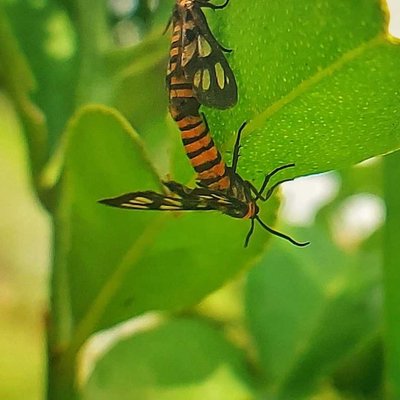 Kupu-kupu Kecil
