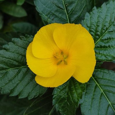 bunga pukul delapan