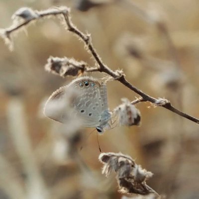 🦋