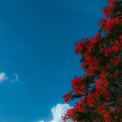 Gulmohar गुलमोहर 