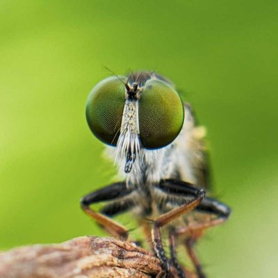 Robber Fly