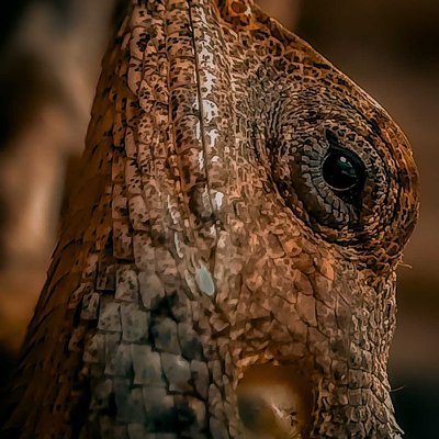 Oriental Garden Lizard