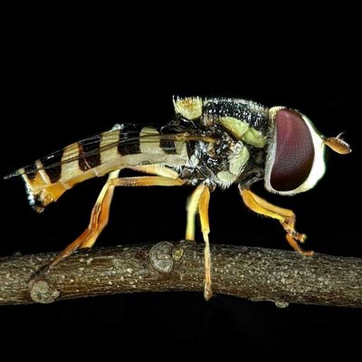 Hover fly 