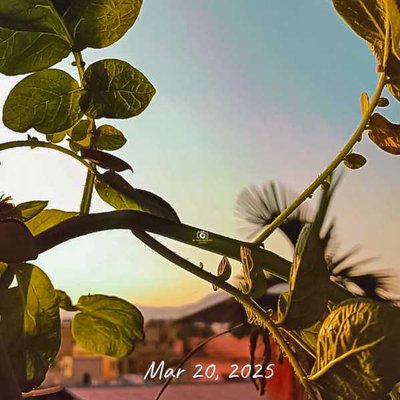 Plant 🌱