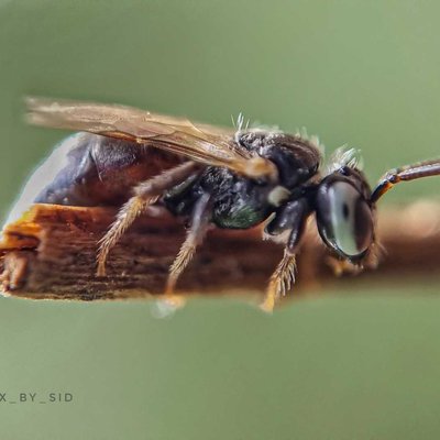 macro wasp