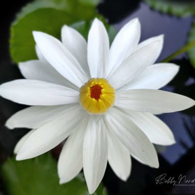 Nymphaea lotus