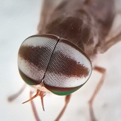 macro 