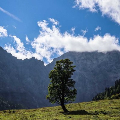 Lonely tree 🌲