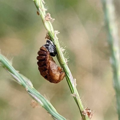 pupa/kepompong