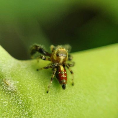 Spider.