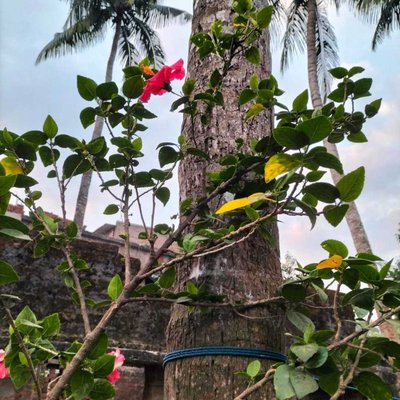 hibiscus 🌺