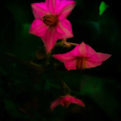 beautiful flower 🌺🌻🌹🌷