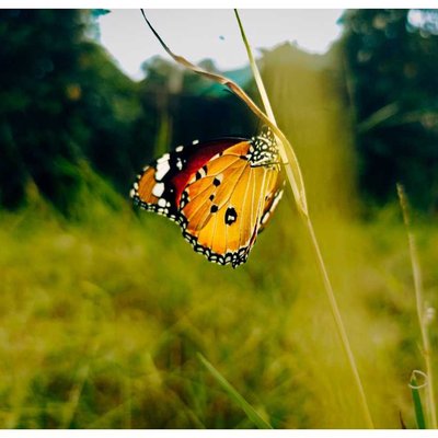 Butterfly🦋