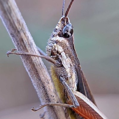 Grasshopper 🦗