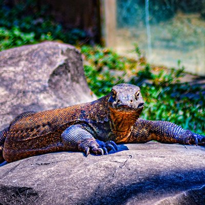 Komodo (the real dinosaur)