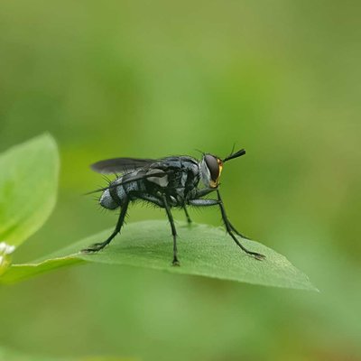 Fly