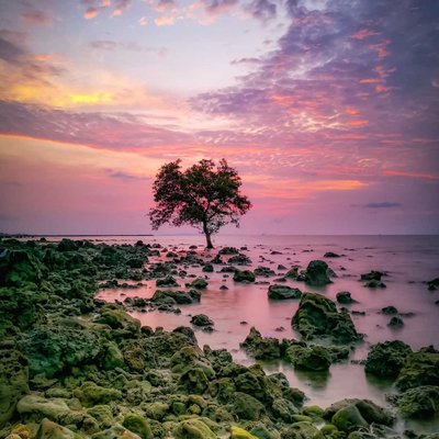 pohon jomblo