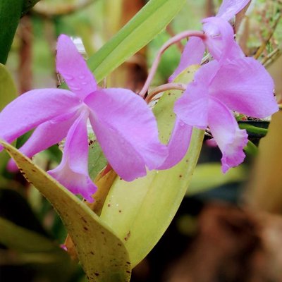 - Cattleya Orchid -