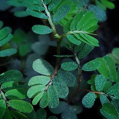 Daun