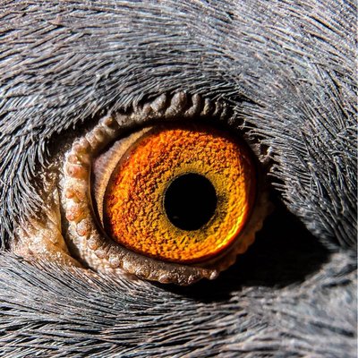 Pigeon eyes || Mata Burung Dara