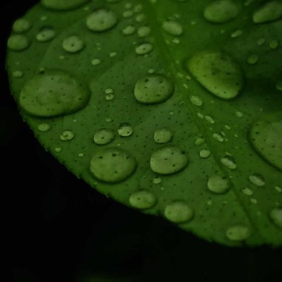 Rain drop on Lemon leaf🌿💦