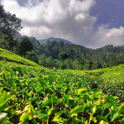 Perkebunan Teh Rancabali
