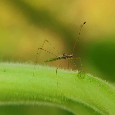 mobile macrophotography