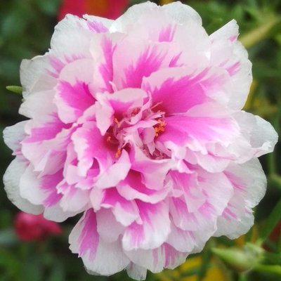 Krokot mawar warna putih pink