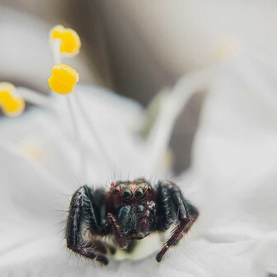 jumping spider 