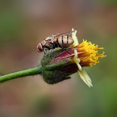 House fly 