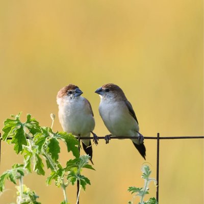 Indian silverbill