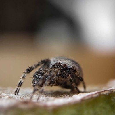 Orb weaver 🕷