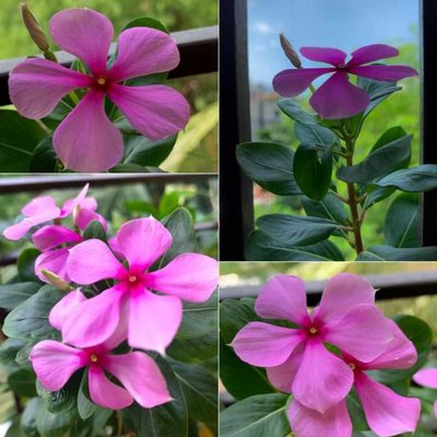 periwinkle flower ♥️