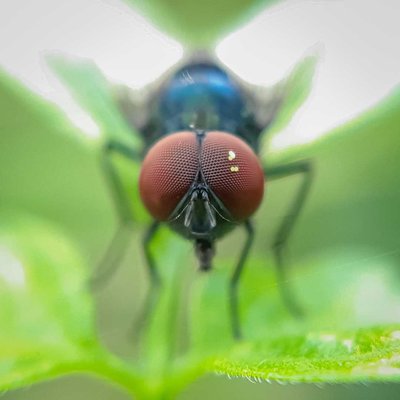 Fly.