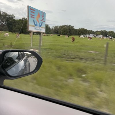 Mooooo 🐮 